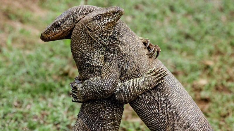 Hugging Komodo Dragons
